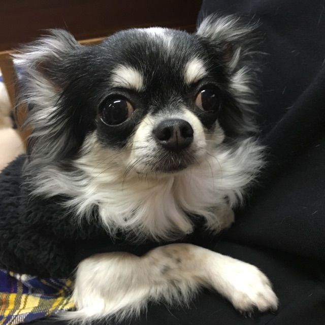 【今日の里帰りワンコ🐶チワワのポッケちゃん💕、チワワのももちゃん💕、トイプードルのビビちゃん💕】2018,2,17